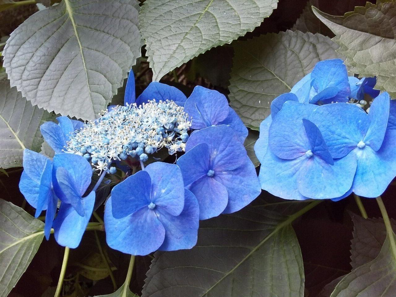 アジサイの季節です道端の花も見てください。