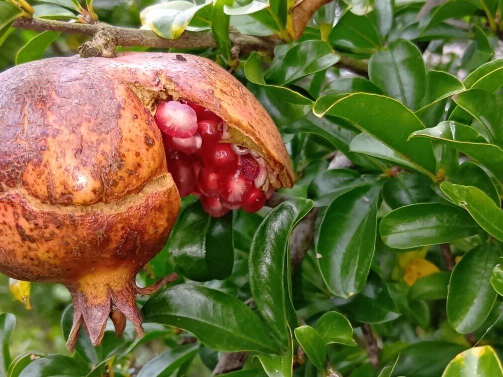 ⭐⭐秋の花と古代ペルシャから果実の渡来