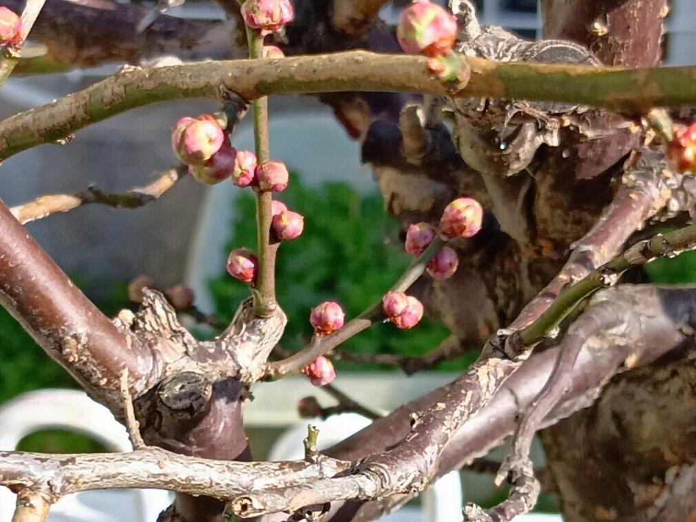 令和8年今年も楽しく元気に公開します。