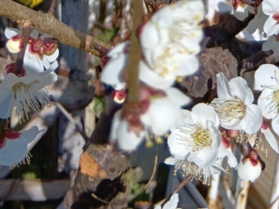 春の訪れ梅の花満開