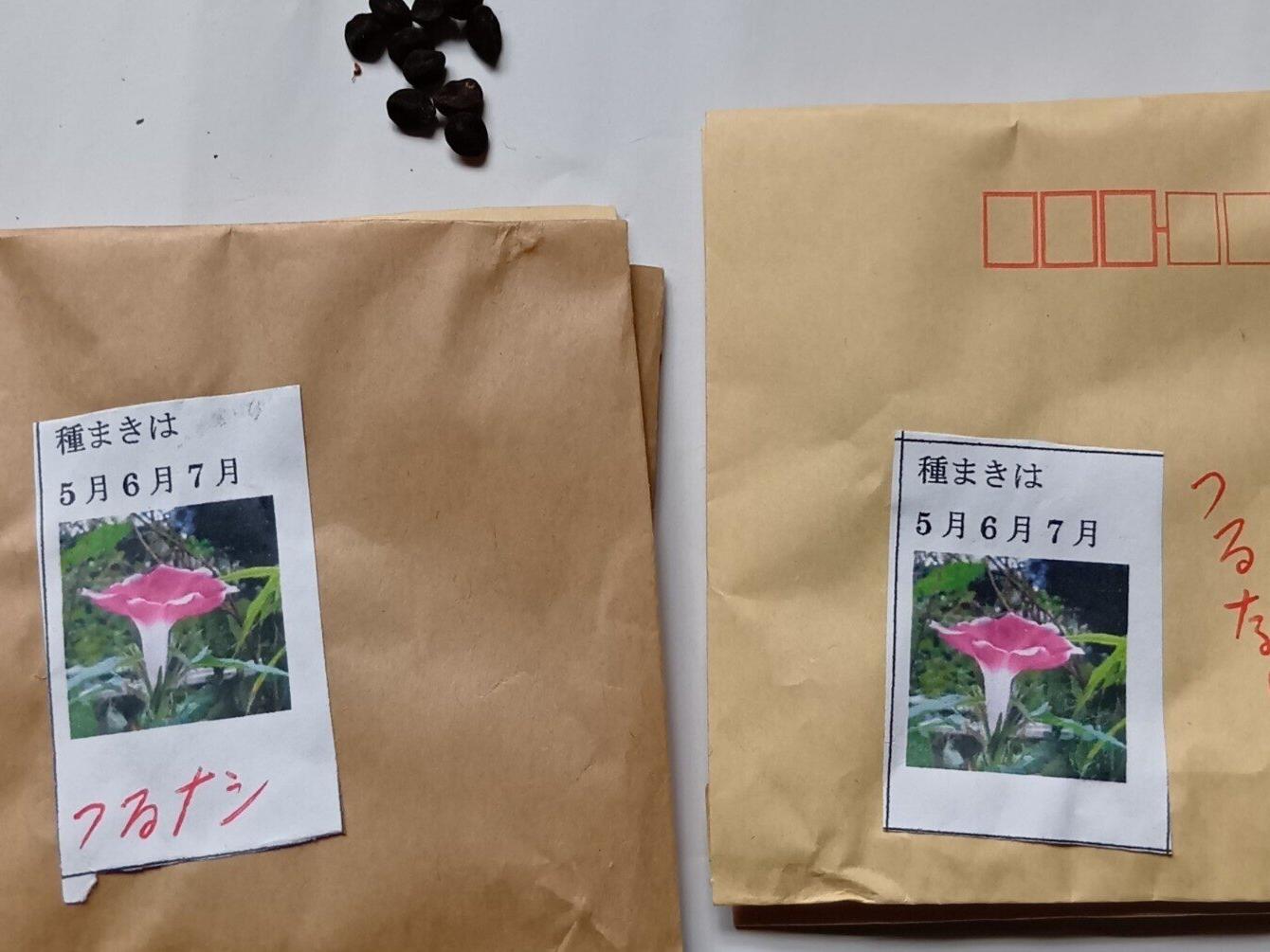 ⭐🍅つる無しアサガオ種まき準備を。