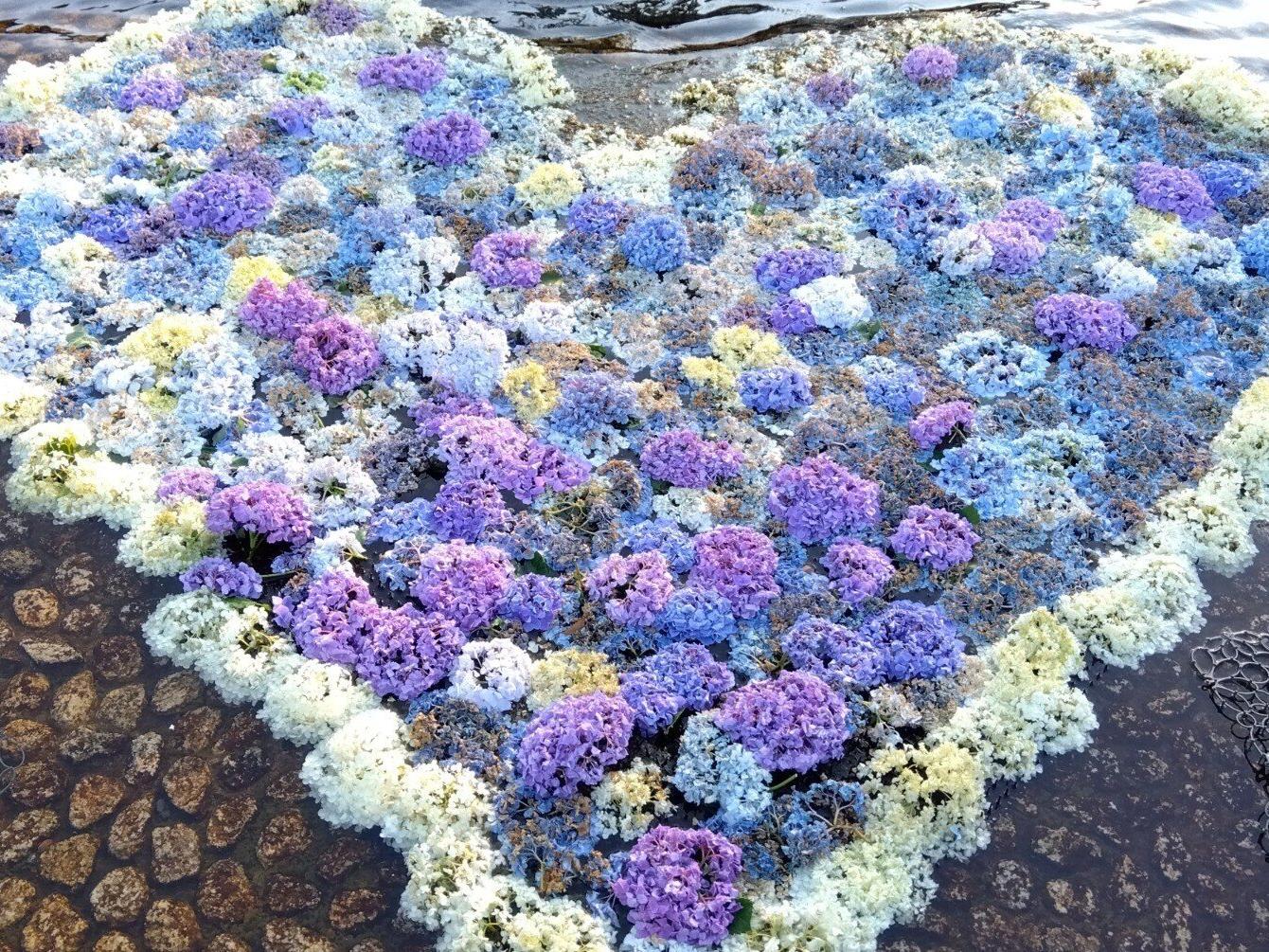 水に浮かぶ紫陽花