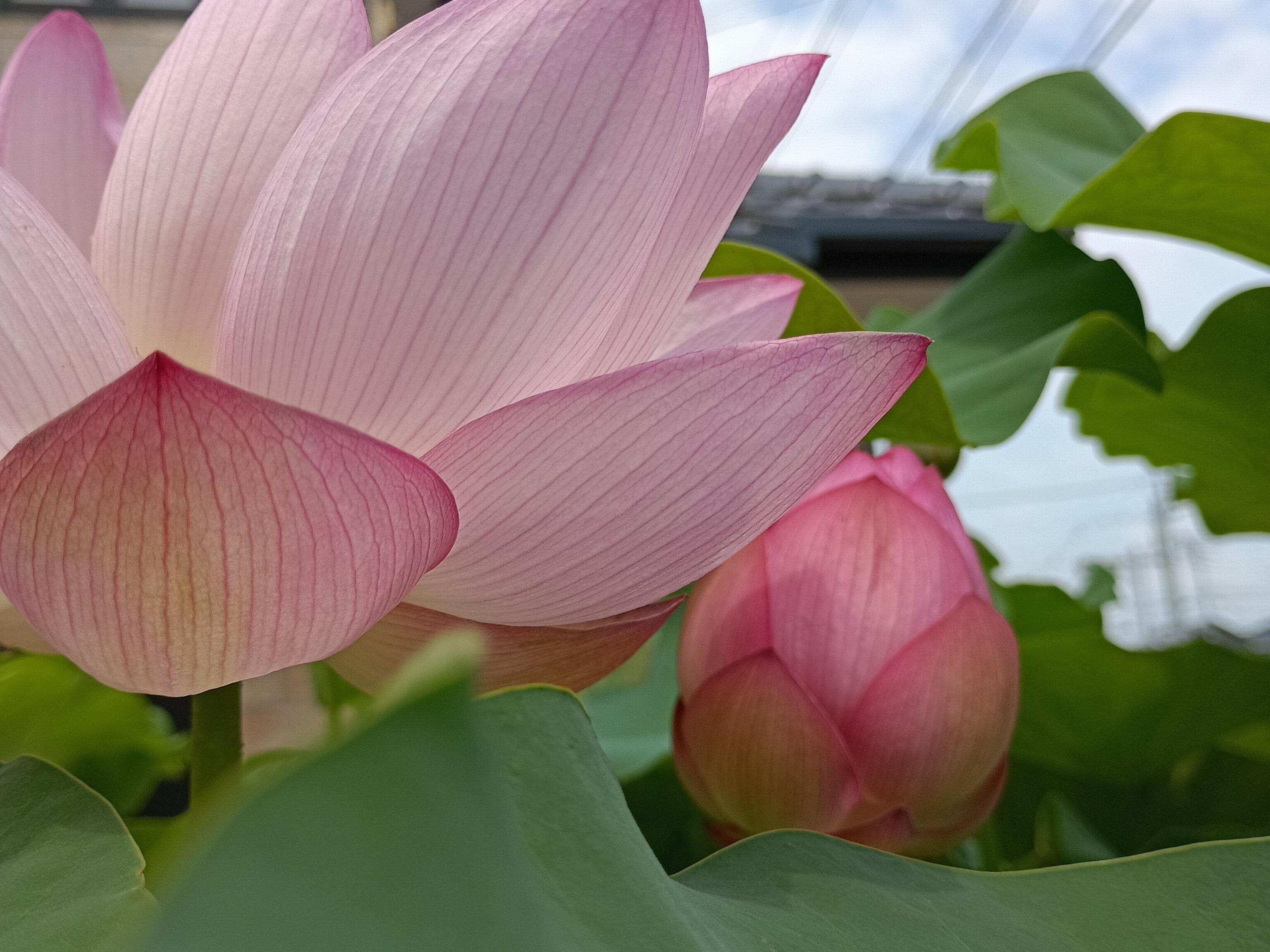 空堀川散歩中の1枚蓮の花