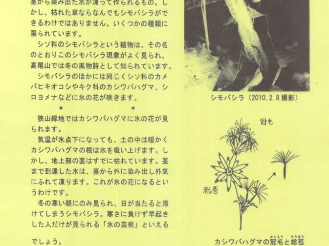 氷の花が咲く植物