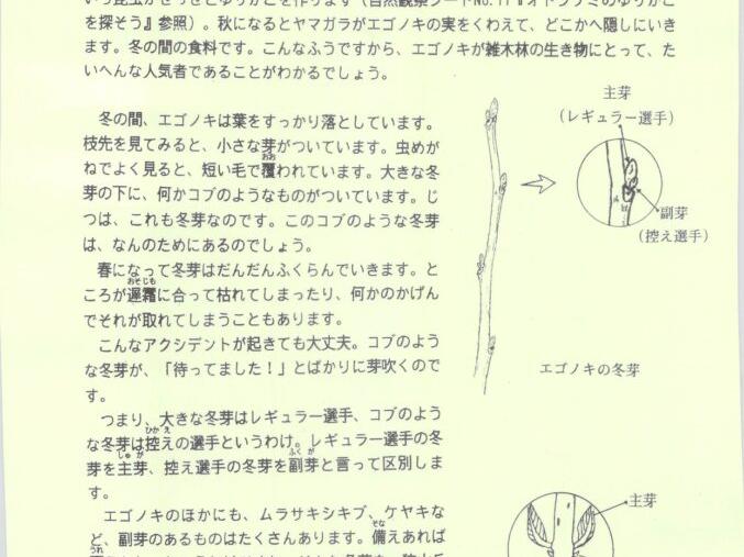 エゴノキの冬芽を観察しよう