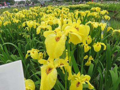 菖蒲祭り