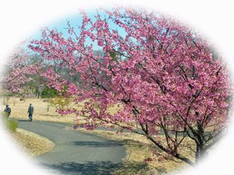 狭山公園の桜、今が見ごろ