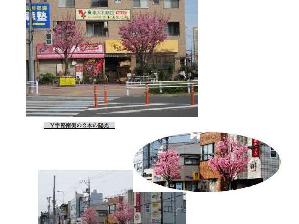 東大和市駅前北側「２６号線と大和通りの分岐点」の桜咲く