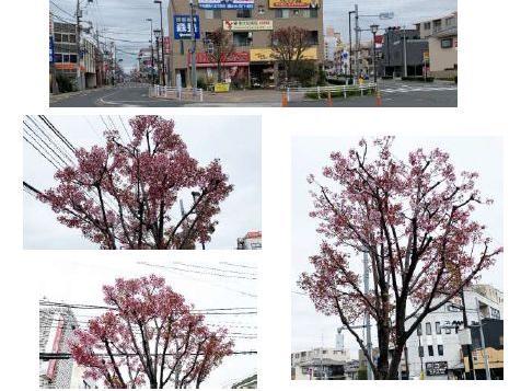 東大和市駅北側変則三叉路歩道上の陽光(桜)が咲きました