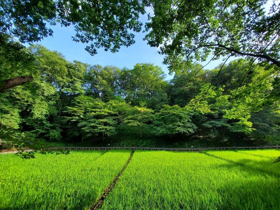 空堀川源流の今！真夏の野山北公園！