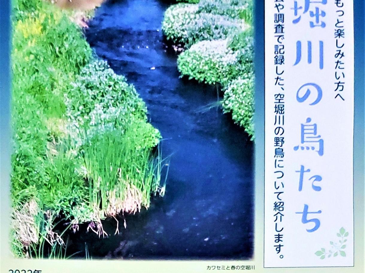 お知らせ！”空堀川の鳥たち”企画展と観察会！