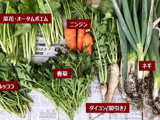 深まる秋の農園 葉物の収穫