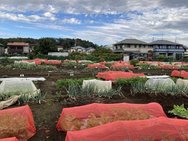 天気晴朗なれど風強し 農園