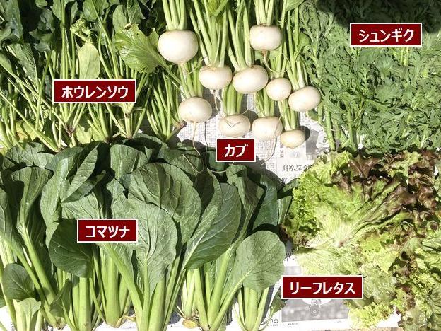 コマツナ、ホウレンソウが旬