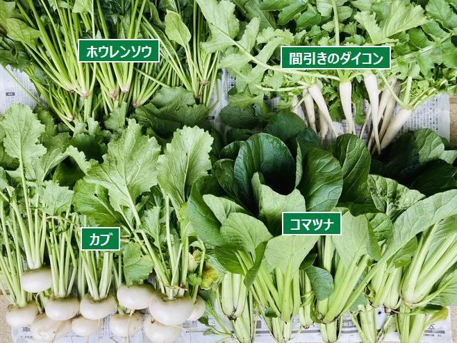 コマツナに加え、カブも旬