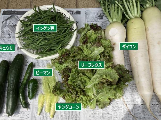 ダイコンと旬のインゲンを収穫