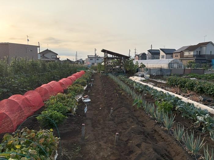 夜明けタイムと収穫作業