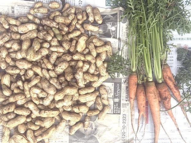 落花生を試し掘り