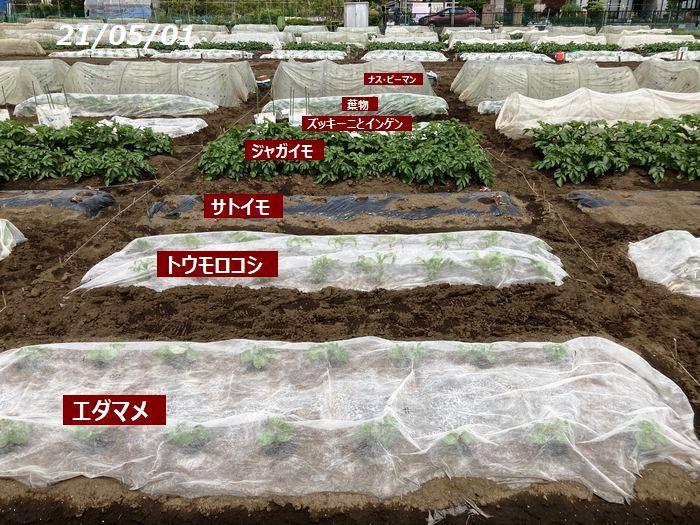 今年も落花生のおおまさり