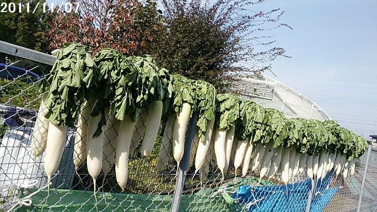 daikon