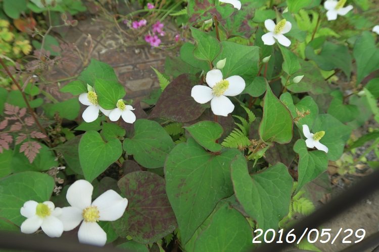 どくだみの花